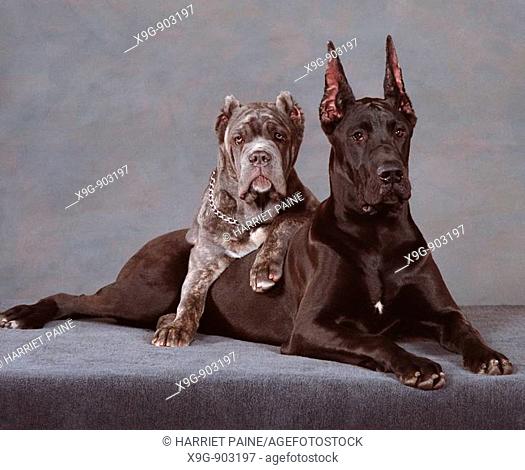 Great Dane and Neapolitan Mastiff