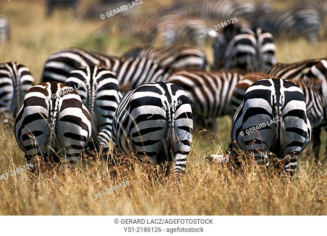 Burchell's Zebra, equus burchelli, Herd at Masai Mara Park in Kenya