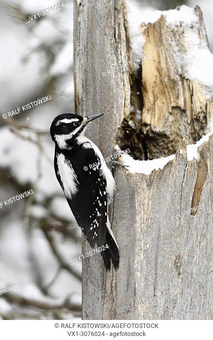 Hairy woodpecker / Haarspecht ( Picoides villosus ), female in winter, sitting on a snow covered tree stump, Yellowstone NP, USA