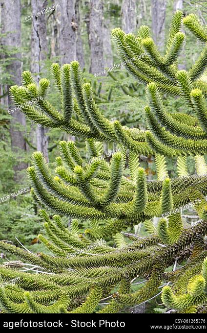 Monkey puzzle tree (Araucaria araucana). Conguillio National Park. Araucania Region. Chile