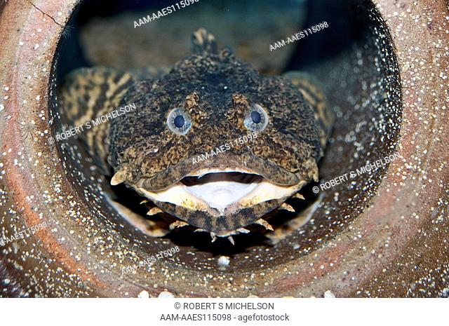 Oyster Toadfish, Mouth Open Looking At Camera (Opsanus Tau) Fish, North Atlantic