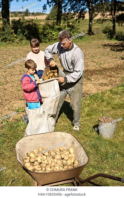 Potato Harvest, farmer, outdoor, outdoors, three persons, man, children, kids, farming, agriculture, potatoes, harvest