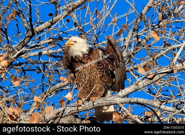 Bald Eagle, Haliaeetus leucocephalus Bosque del Apache National Wildlife Refuge New Mexico