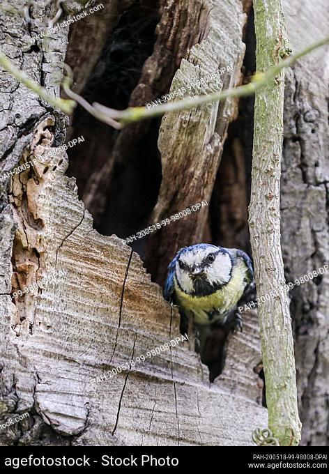 14 May 2020, Saxony, Leipzig: A blue tit sits with food in its beak on a branch not far from its nest. Blue tits like to nest in the hollows of old trees