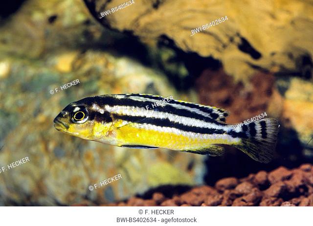 Golden mbuna, Auratus cichlid, Malawi golden cichlid (Melanochromis auratus, Pseudotropheus auratus), female