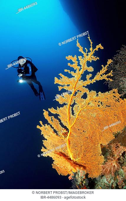 Diver, coral reef, cliff, deep diving, overhang, gorgonian (Annella mollis), Indian Ocean, Maldives