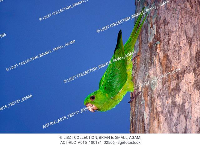 Green Parakeet, Psittacara holochlorus
