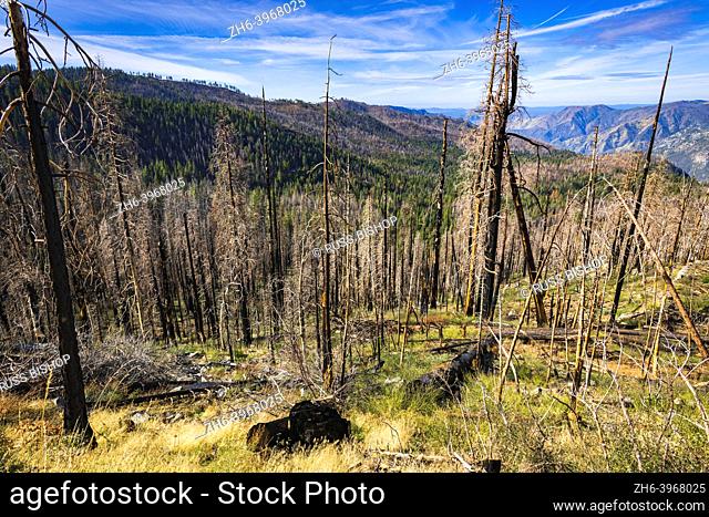 Burned trees from a forest fire, Yosemite National Park, California USA