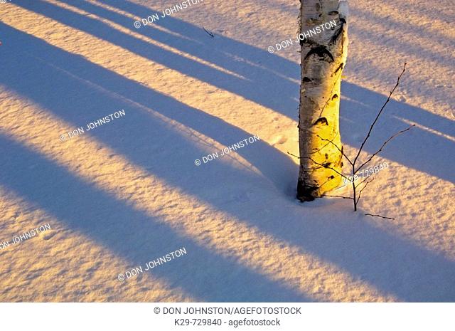 Evening light on birch tree trunks with tree shadows in woodlot