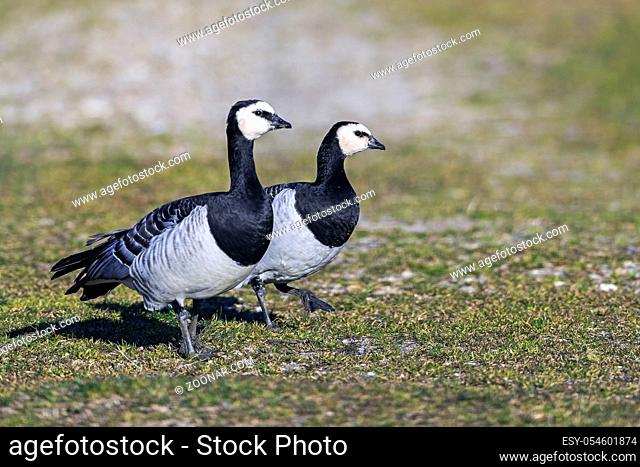 Weisswangenganspaar an der Nordseekueste / A pair of Barnacle Goose on the North Sea coast / Branta leucopsis