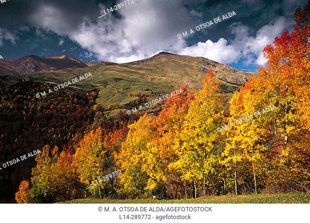 Aspen trees (Populus tremuloides) at autumn. Huesca province. Aragon. Spain