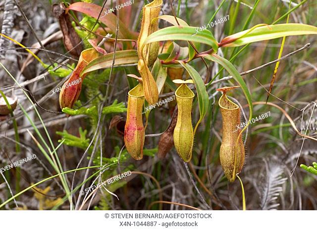 Nepenthes alata, carnivorous pitcher plant, Brunei, Borneo, South East Asia
