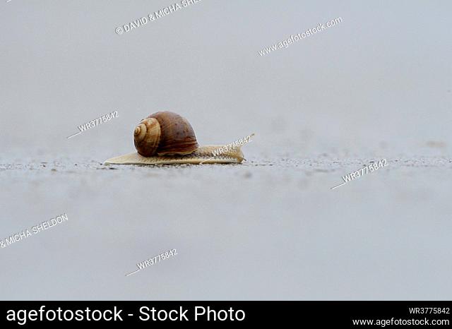 Roman snail (Helix pomatia) crawling on street
