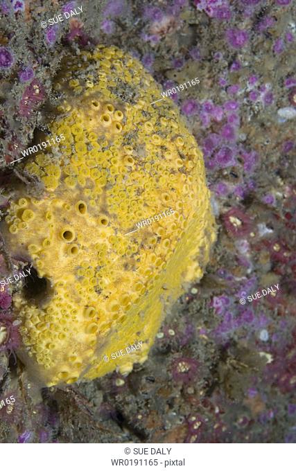 Boring Sponge Cliona celata, Gouliot Caves, Sark, Channel Islands