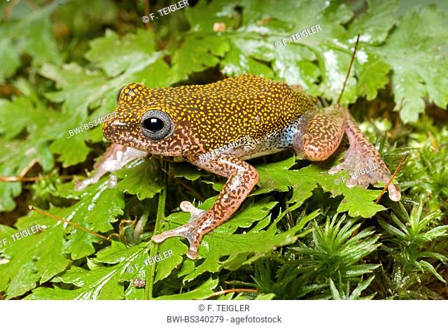 Reed Frog (Hyperolius guttulatus), sitting on a leaf