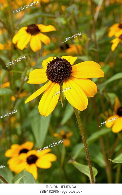 September 5, 2012, Tall tickseed (Coreopsis tripteris) is a common prairie plant from North America