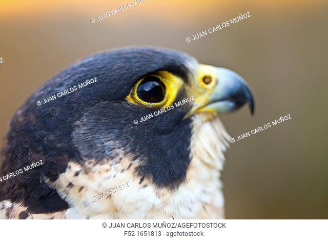 PEREGRINE FALCON Falco peregrinus