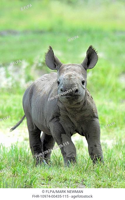 Black Rhinoceros Diceros bicornis baby