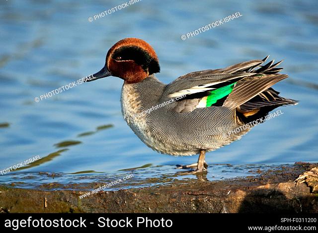 Common teal (Anas crecca) drake standing on waters edge The Eurasian, or common, teal is a common and widespread duck that breeds in temperate Eurasia and...