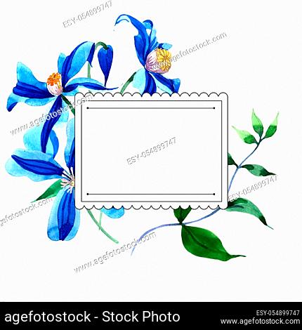 Blue durandii clematis. Floral botanical flower. Frame border ornament square.Aquarelle wildflower for background, texture, wrapper pattern, frame or border