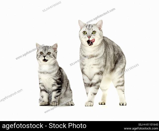 British Shorthair. Tabby mother with kitten. Studio picture against a white background. Germany