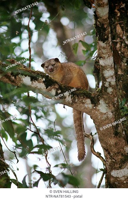 A Kinkajou in a tree, Costa Rica