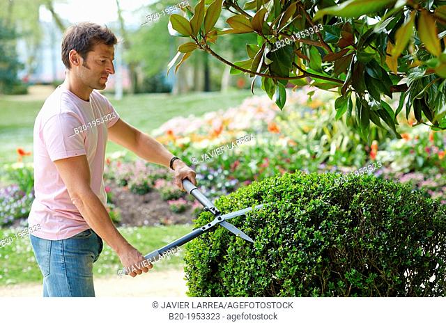 Hedge trimmers, Hand tool, Garden, Gardener pruning bush