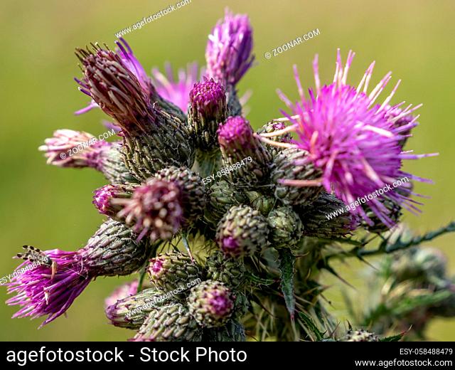 Thistle Gall Fly (Urophora cardui) on a Marsh Thistle (Cirsium palustre) beginning to flower