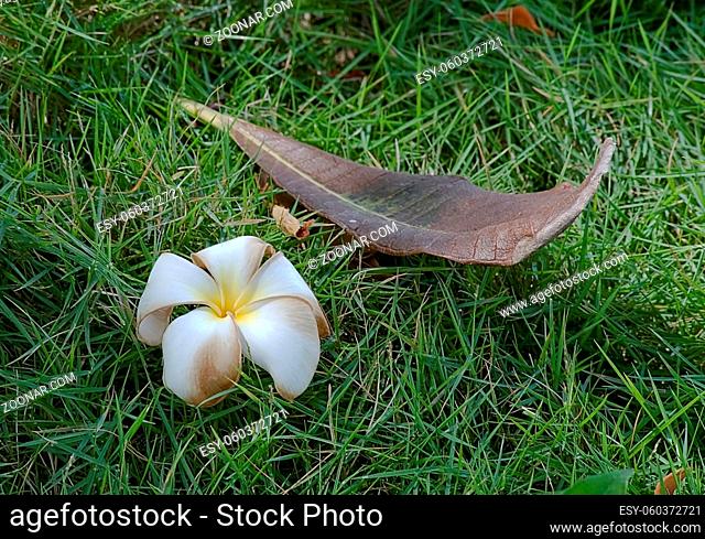 Flower and leaf of a palm tree on grass