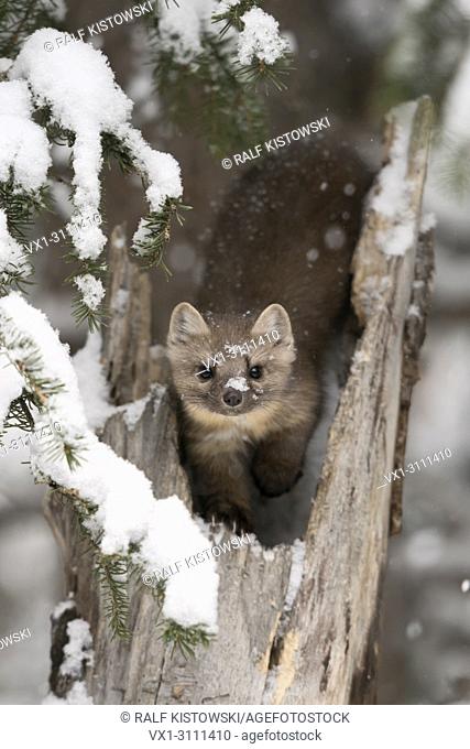 American Pine Marten (Martes americana) in winter, sitting in a broken tree, watching attentively, eye contact, Yellowstone NP, USA.