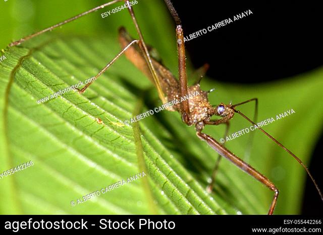 Assassin Bug, Heteroptera, Hemiptera, Tropical Rainforest, Costa Rica, Central America, America