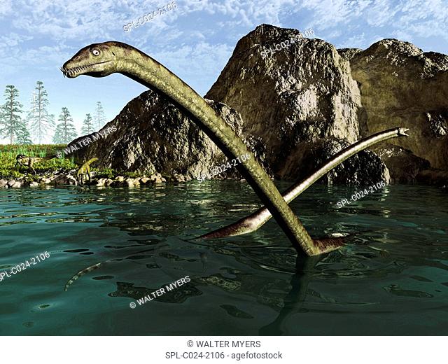 Tanystropheus reptiles. Illustration of a pair of long-necked six-metre-long reptiles of the genus Tanystropheus swimming in an ocean bay 230 million years ago...