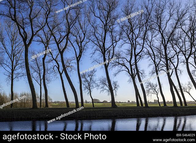 Silhouettes of leaning poplar trees on the edge of the Damse Vaart canal in winter near Damme, West Flanders, Belgium, Europe