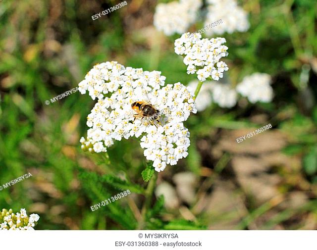 close photo of a hoverfly feeding on the bloom of ground elder
