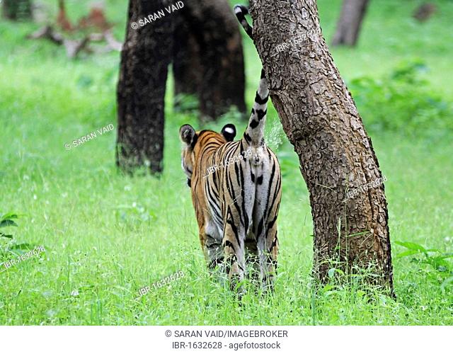 Tiger (Panthera tigris), marking its territory by spraying urine on a tree, Tadoba Andhari Tiger Reserve, Maharashtra, India, Asia