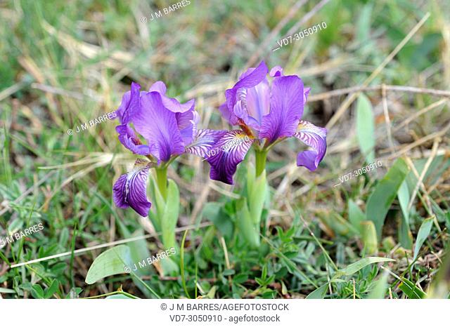 Pygmy iris (Iris pumila) is a perennial plant native to eastern Europe and Asia