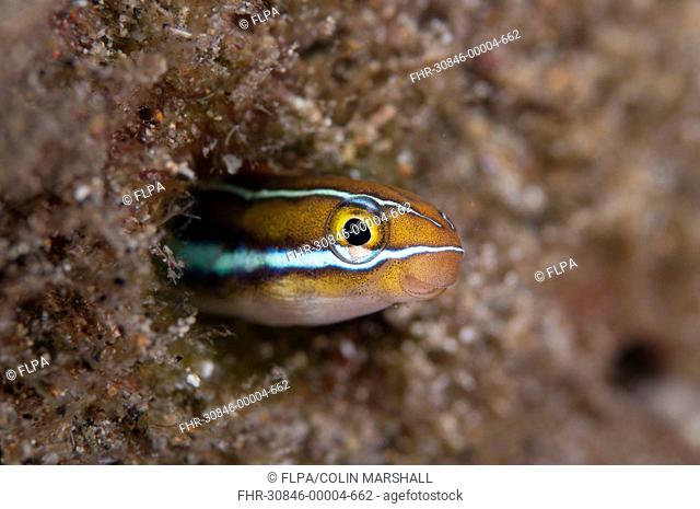 Blue-striped Fangblenny Plagiotremus rhinorhynchos adult, emerging from burrow, Blue Water Muck dive site, Uhak River, Wetar Island, Barat Daya Islands