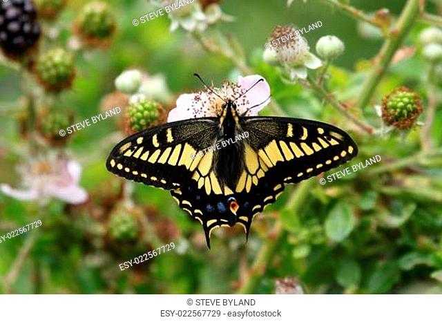 Oregon Swallowtail Butterfly (Papilio oregonius)