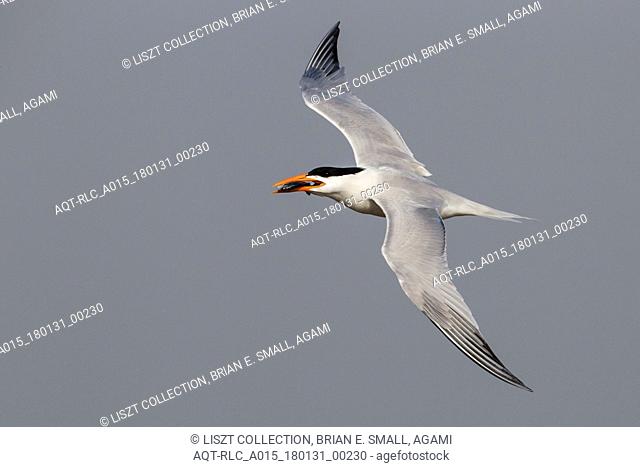 Sterna maxima, American Royal Tern, Royal Tern, Thalasseus maximus