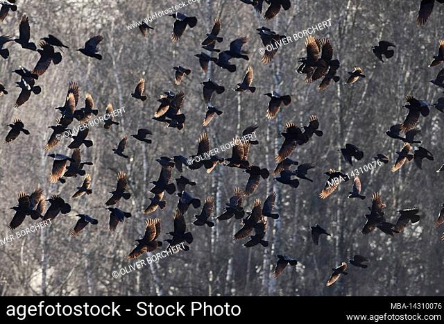 rooks, Corvus frugilegus, flock in flight