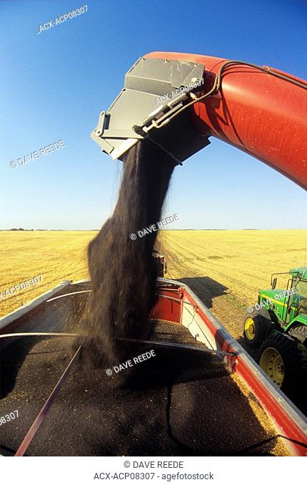 grain wagon emptying canola into farm truck near Somerset, Manitoba, Canada