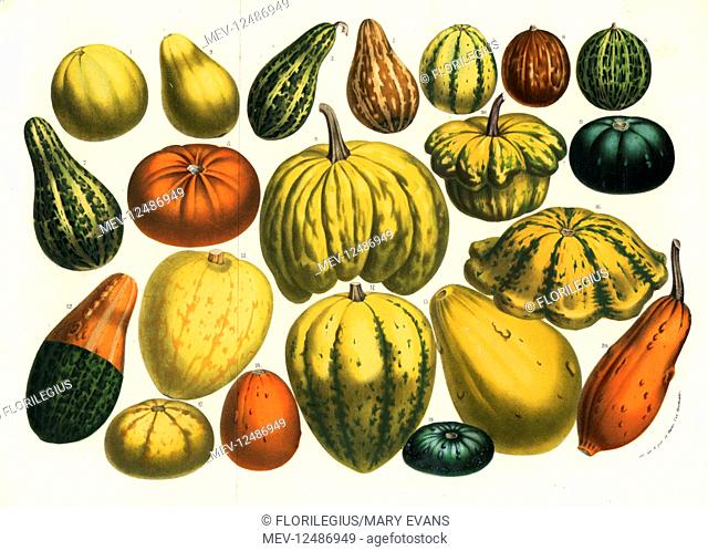 Varieties of squash, pumpkin and gourd, Cucurbita pepo and Cucurbita maxima. Handcoloured lithograph from Louis van Houtte and Charles Lemaire's Flowers of the...