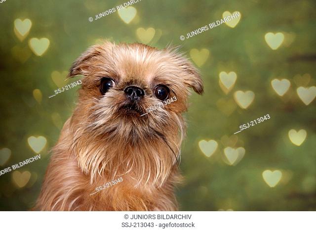 Brussels Griffon. Portrait of adult bitch. Studio picture against a green background with hearts. Germany