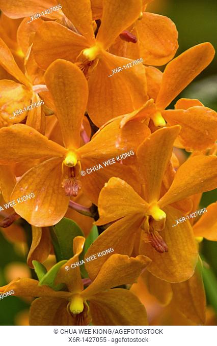 Kagawara, Orchid of Sarawak