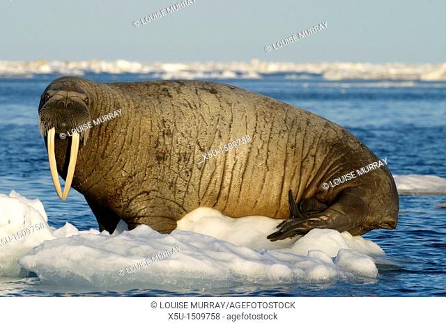Atlantic walrus bull on ice floe