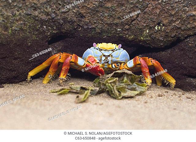 Sally lightfoot crab (Grapsus grapsus) in the litoral of the Galapagos Island Archipelago, Ecuador