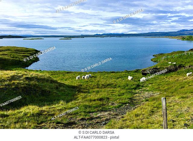 Iceland, sheep grazing by lake