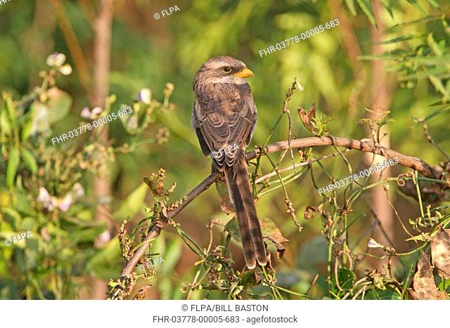 Yellow-billed Shrike Corvinella corvina adult, perched on branch, Gambia, december