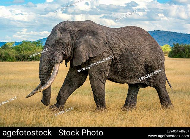 African bush elephant walks across grassy plain