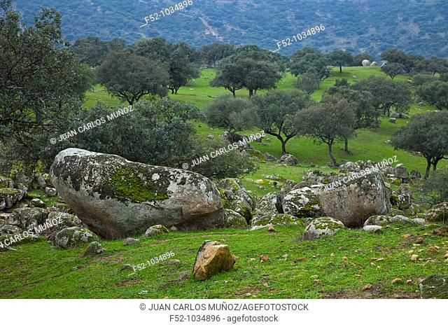 Meadow of Oaks. Sierra de Andújar Natural Park. Jaén province. Andalucía. Spain.cía, España